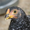 Chickens