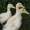 Ducks
