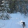 Roxie on the Trail