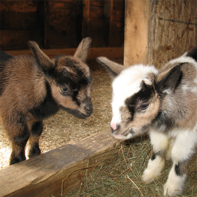 Easter Boys