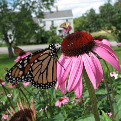 The Coneflower Feast - Find all of them!