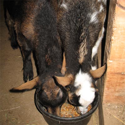 Carob & Hawthorn Eating