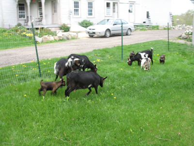 Summer Pasture