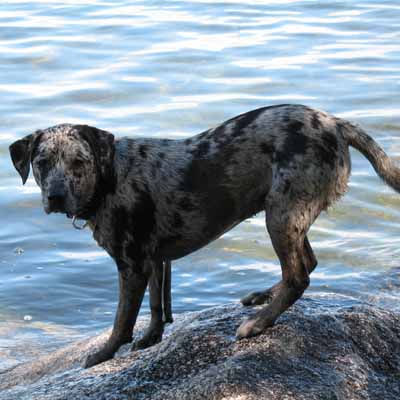 Roxie Exploring Rocks at Camp