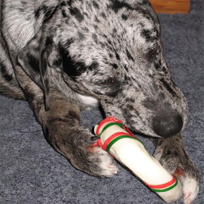 Christmas Morning - Rox