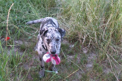 Roxie at Play