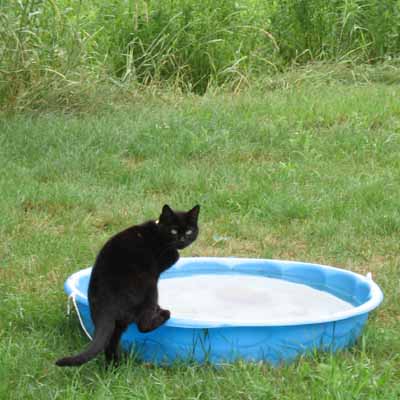 Tobi Checking Out the Kittie Pool