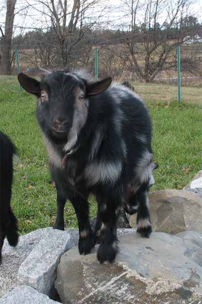 The Daddy, compliments of Adelaide Farm - Shh... don't tell Cohosh he's not the father!