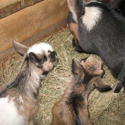 Learning to eat hay