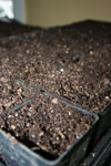 Pots of soil